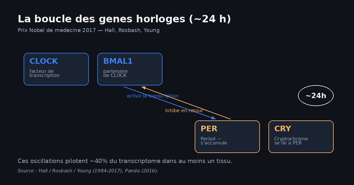 Schéma de la boucle moléculaire des gènes horloges CLOCK et BMAL1 activant la transcription des gènes PER et CRY, dont les protéines reviennent inhiber CLOCK et BMAL1 sur un cycle d'environ 24 heures, base du rythme circadien chez l'humain selon le prix Nobel de médecine 2017